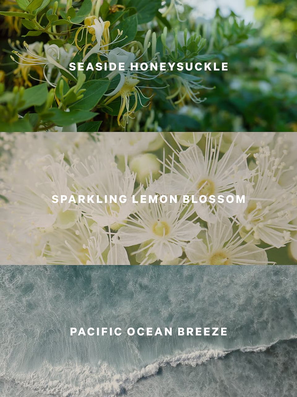 Лосьйон для тіла Coastal Blooms від Victoria's Secret